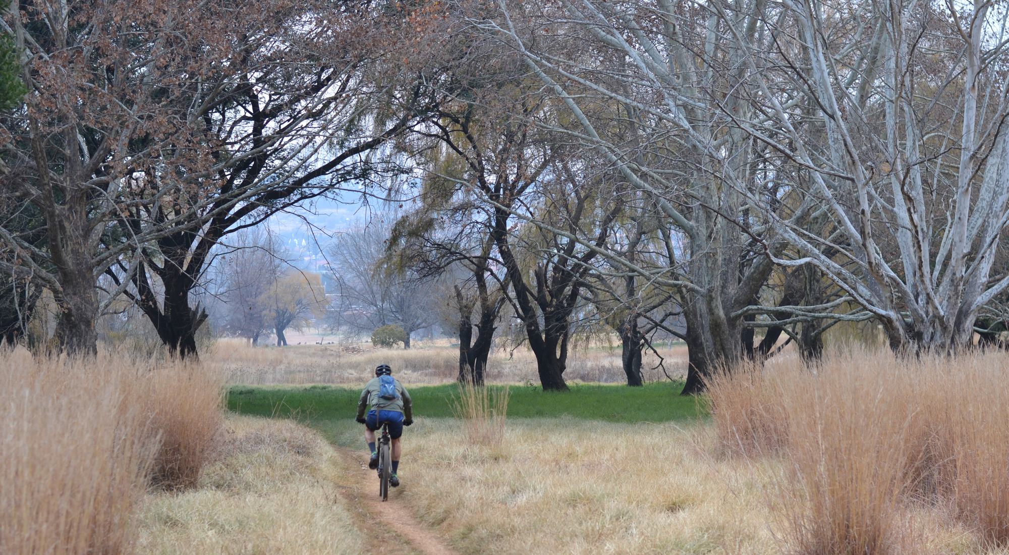 A two-track through winter grass and bare trees